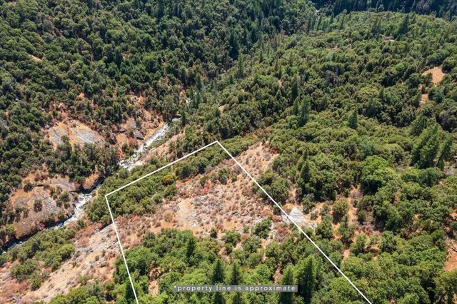 a view of a forest with a tree