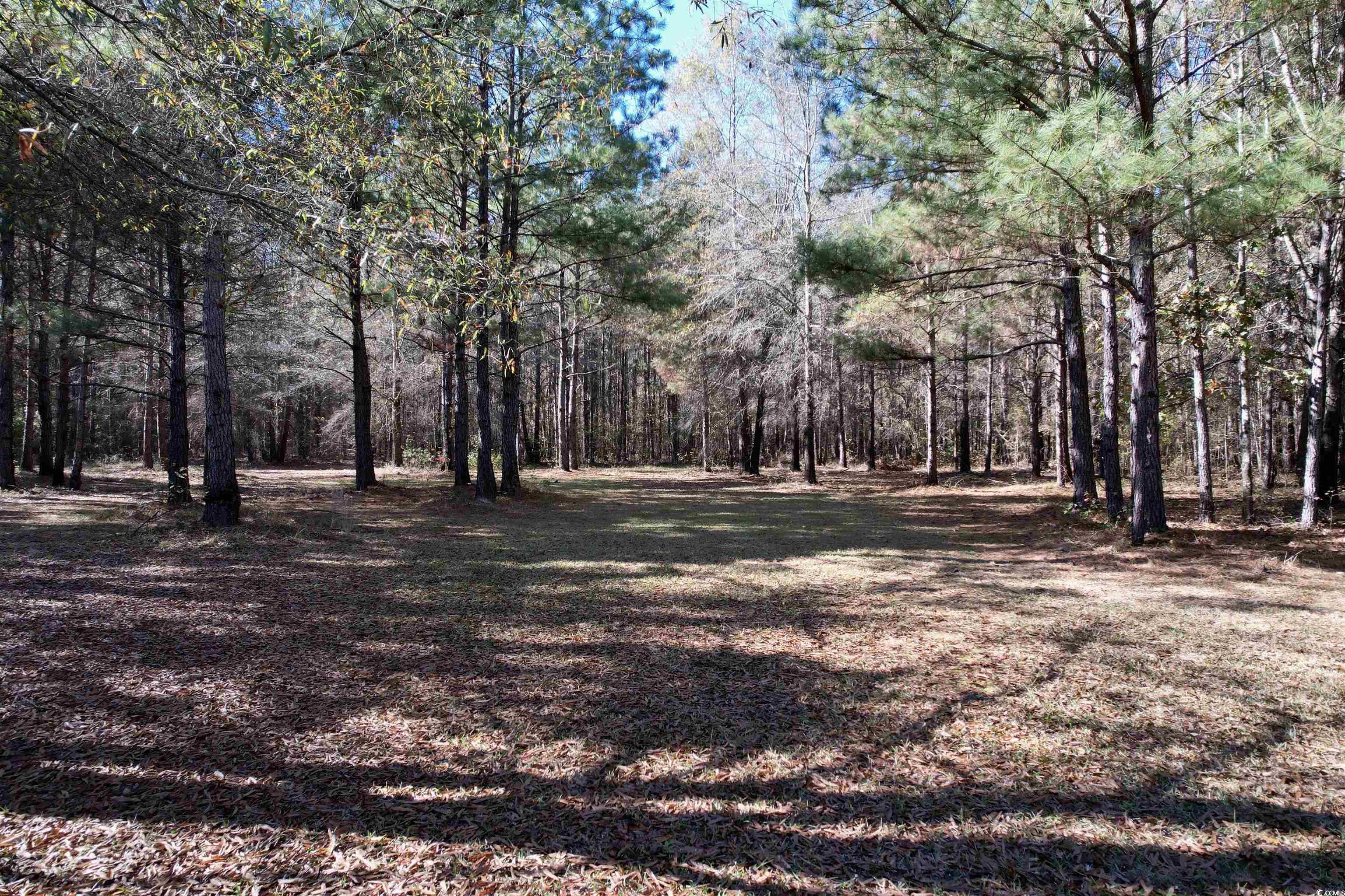 393 Coleman Road Greeleyville, SC 29056 - Photo 20 of 27