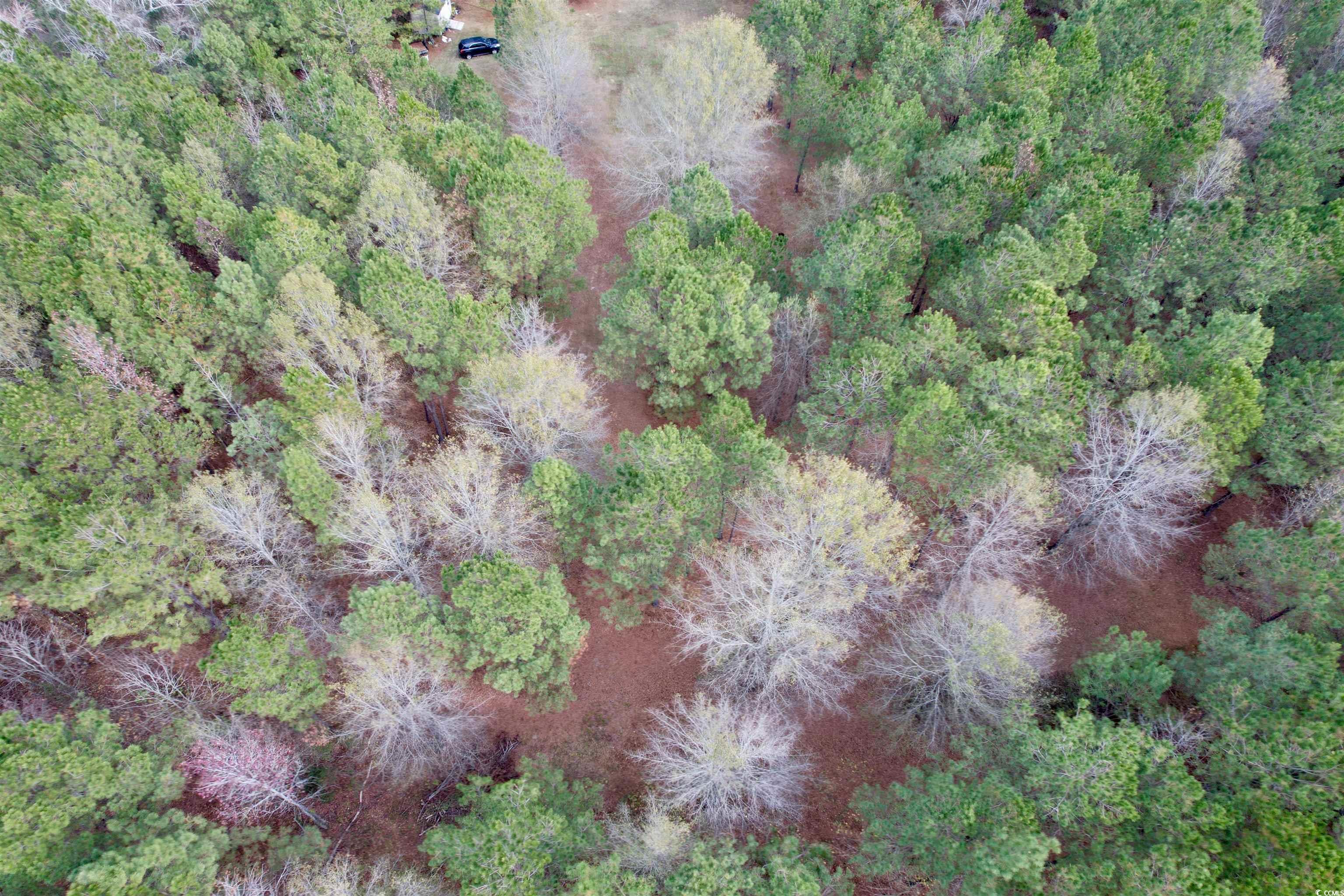 393 Coleman Road Greeleyville, SC 29056 - Photo 26 of 27