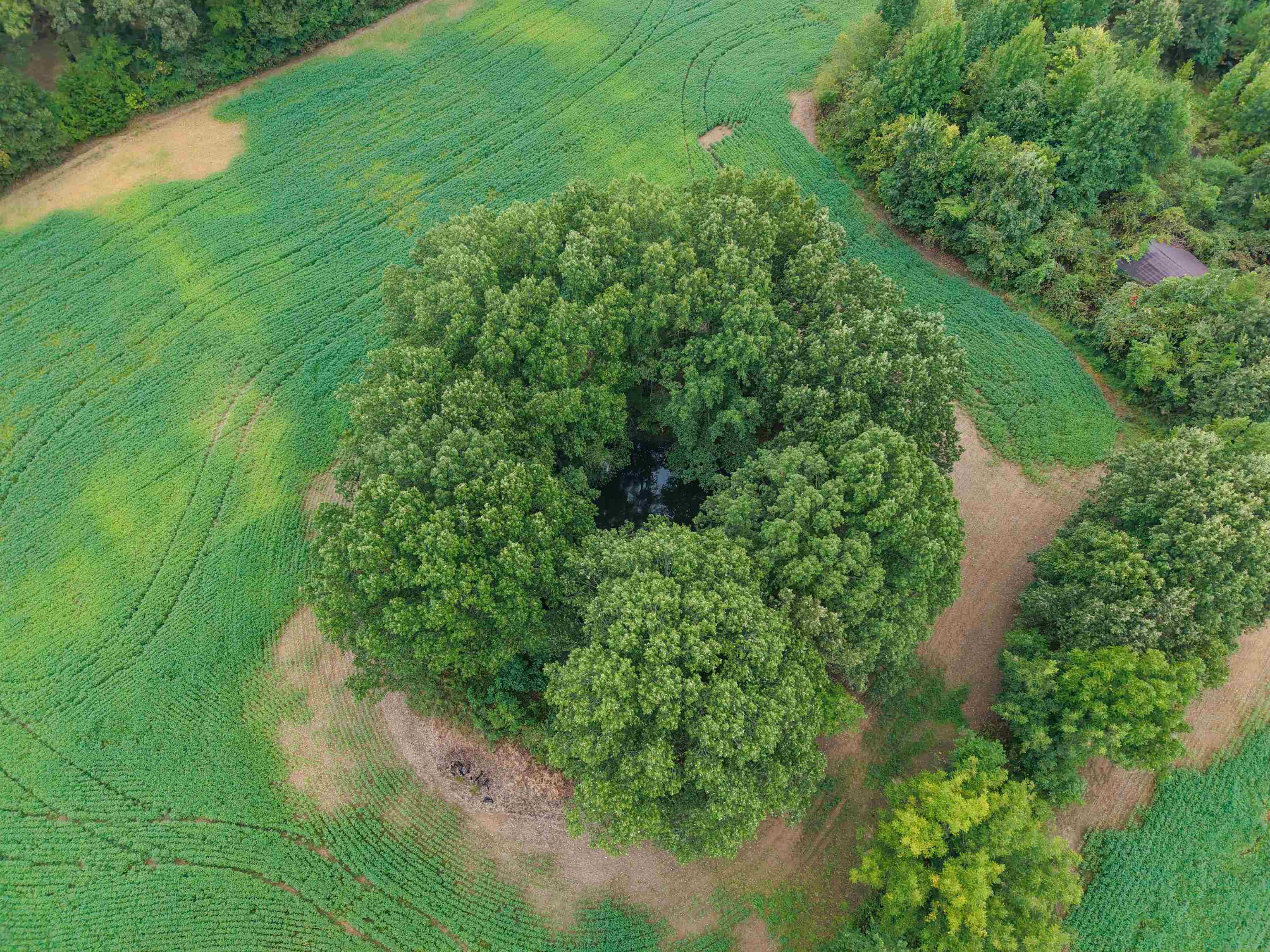 2143 Toulon Road Ripley, TN 38063 - Photo 3 of 39 Aerial overview of property's location with rural landscape