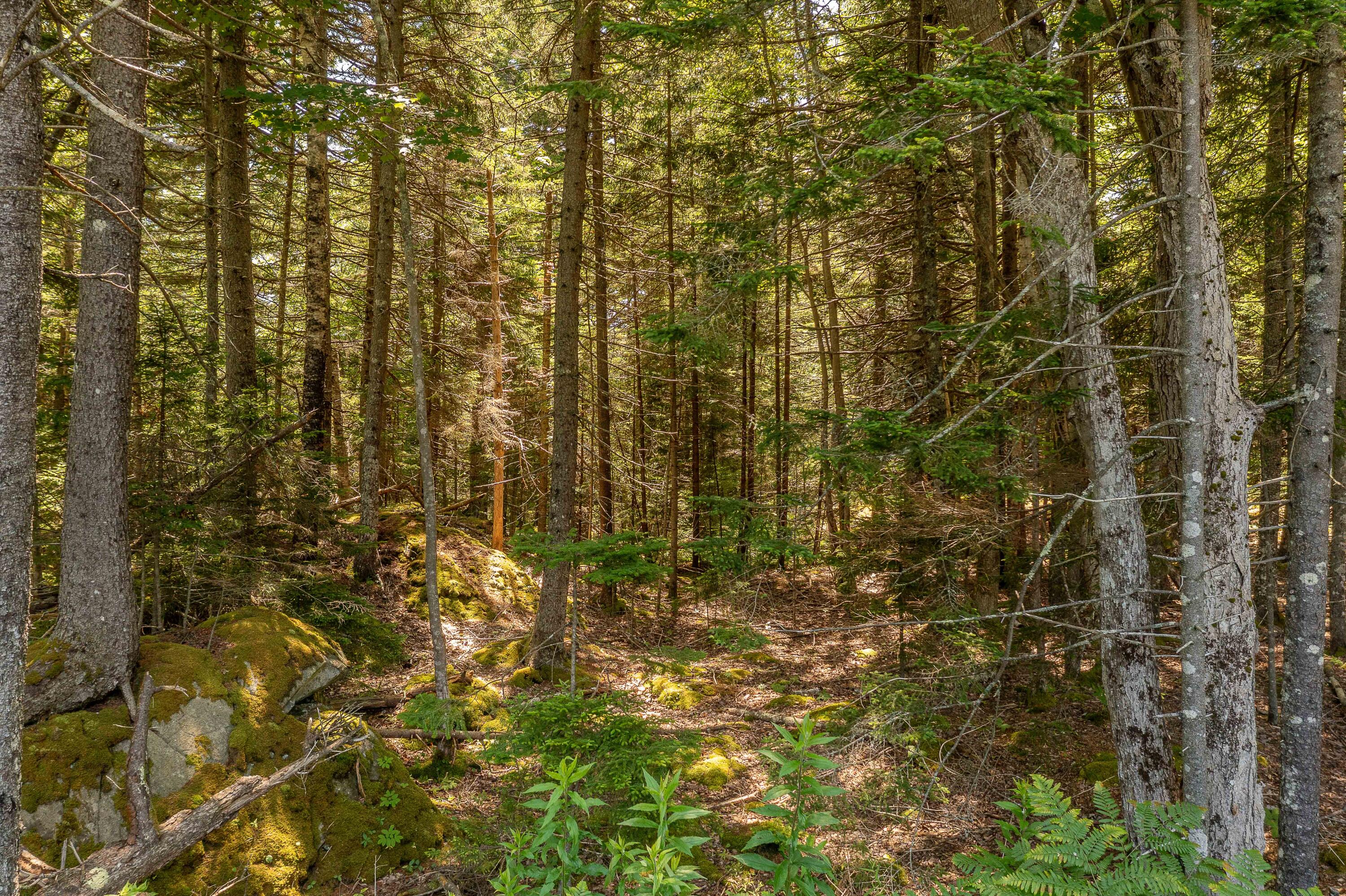 767 Port Clyde Road St. George, ME 04860 - Photo 76 of 96 Wooded Buffer