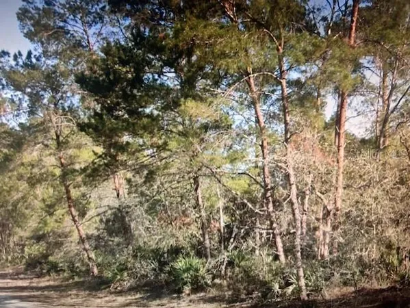 a view of a tree