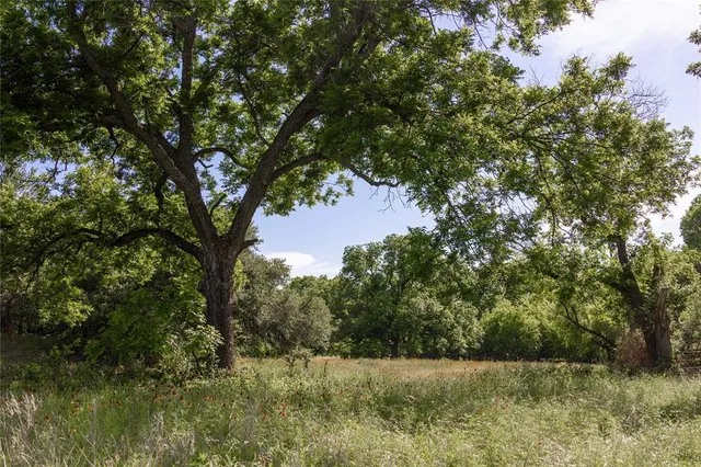 a view of a yard with a tree