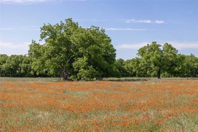 a view of yard with large trees