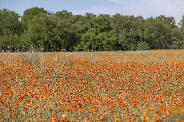 a view of a green field with lots of bushes