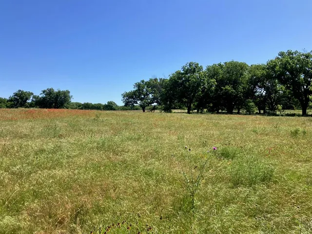 a view of a lush green space
