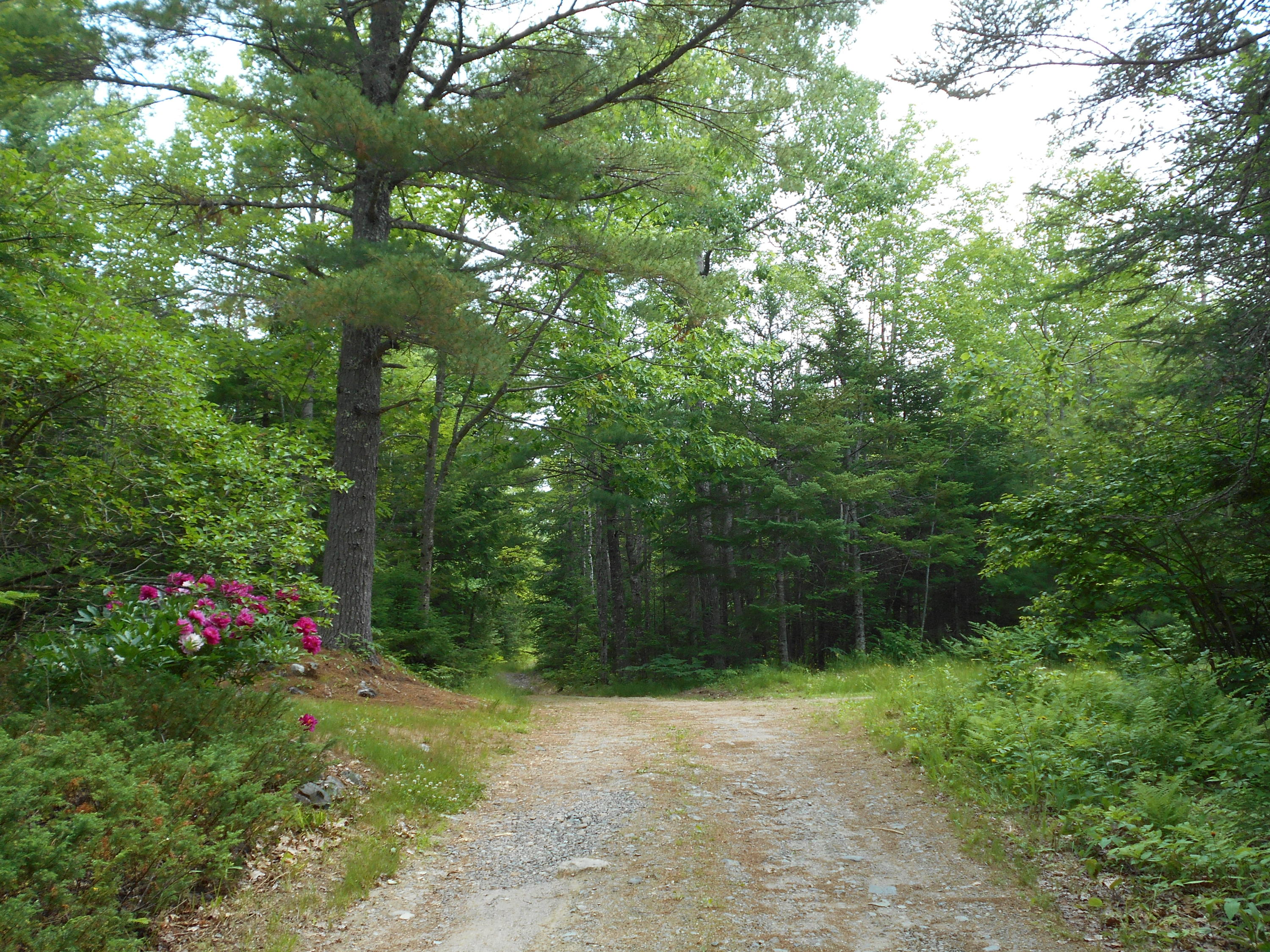 43 Mine Road Columbia Falls, ME 04623 - Photo 6 of 33 DSCN3247