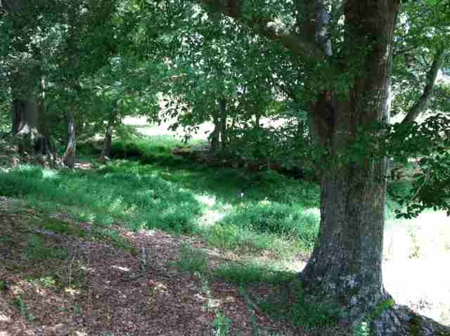 25.23-acres Lebanon Road Pendleton, SC 29670 - Photo 11 of 25