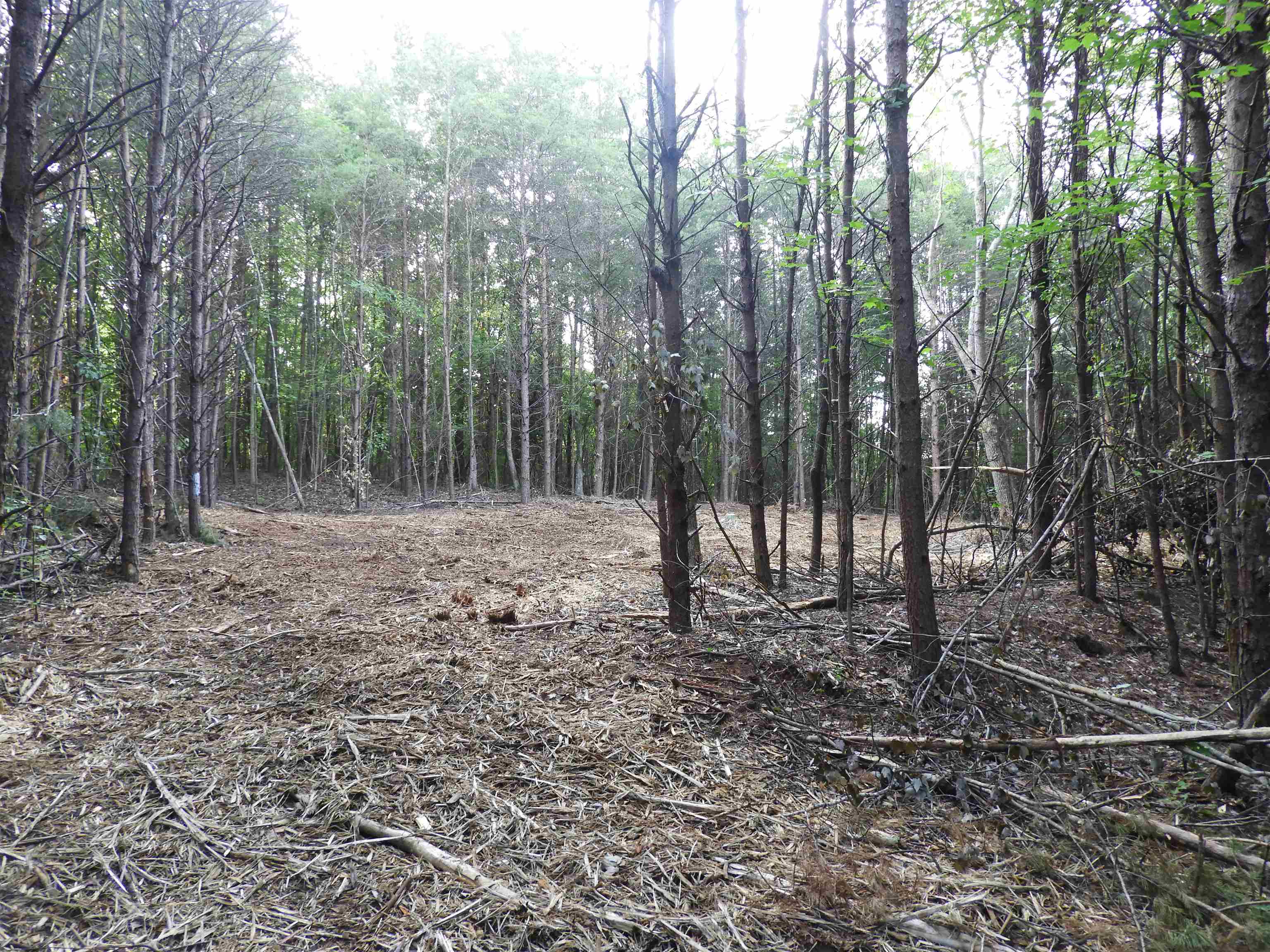 2109-tract D 2109-tract D Riddle Road Pauline, SC 29374 - Photo 33 of 42
