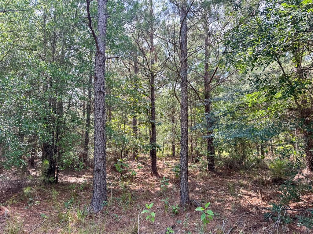 0 Ferguson Road Coushatta, LA 71019 - Photo 7 of 13