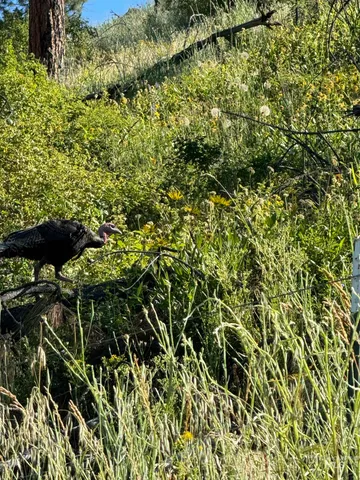 $160,000 | Tbd Lot #4 Beaverslide Road, Kamiah, ID 83536