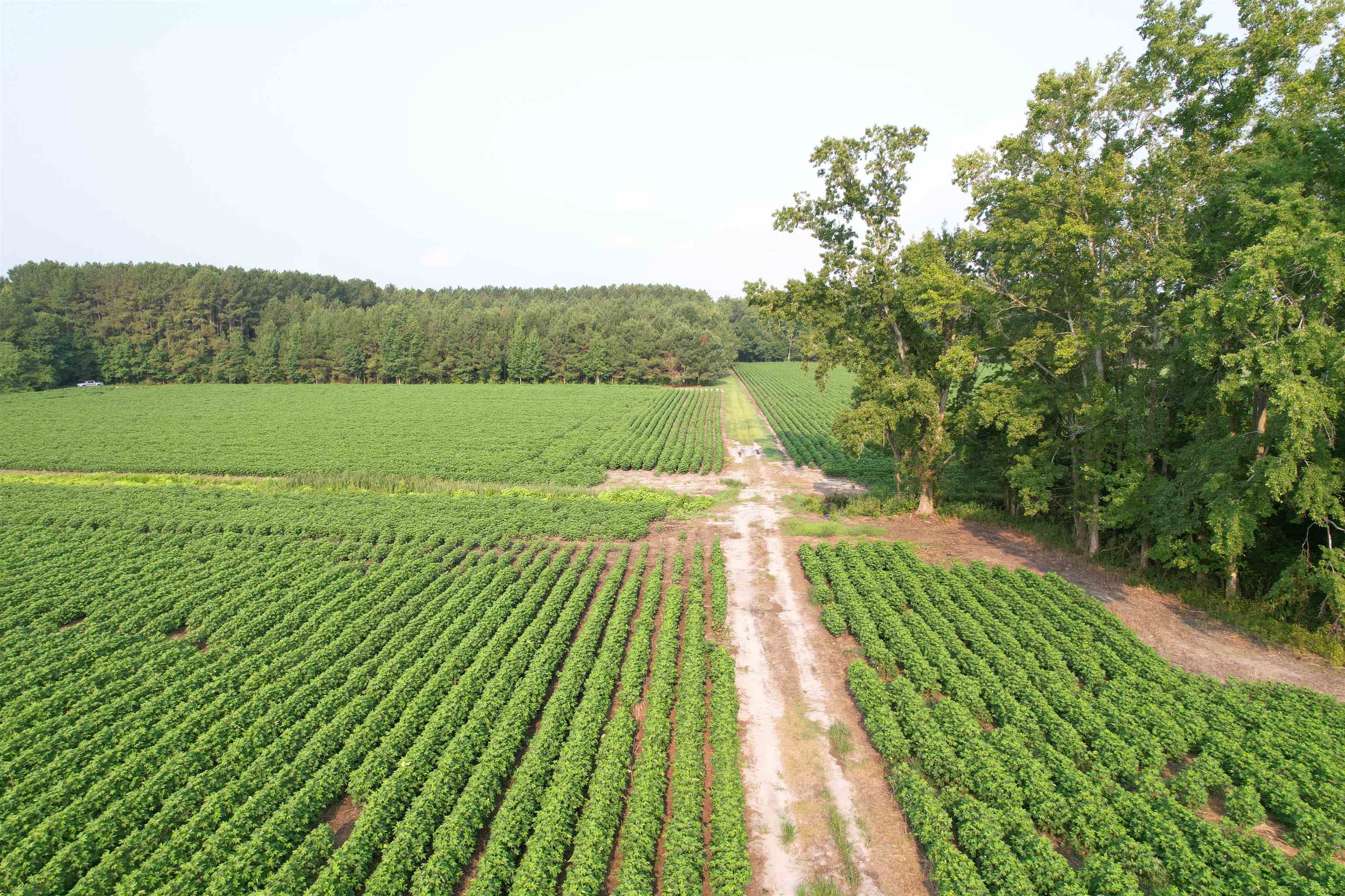 81.30-acres - Blackberry Road Hemingway, SC 29554 - Photo 10 of 21 Gallery Image 10