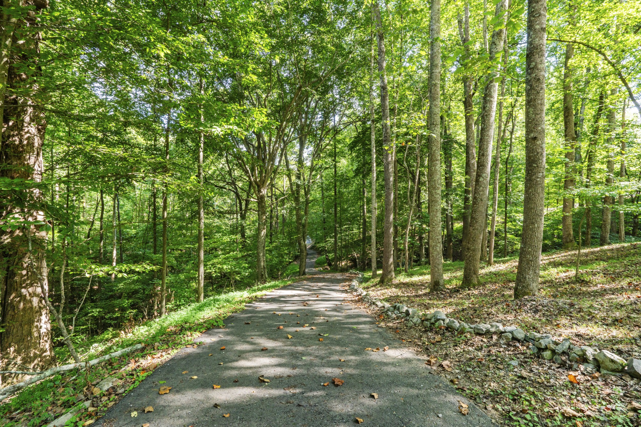 3645 Tyree Springs Road Cottontown, TN 37048 - Photo 35 of 39 a view of outdoor space with trees