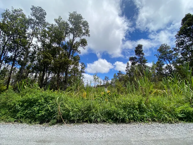 a view of a bunch of trees