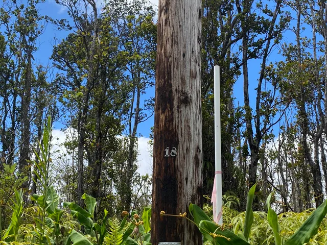 a close up of a plant in a garden