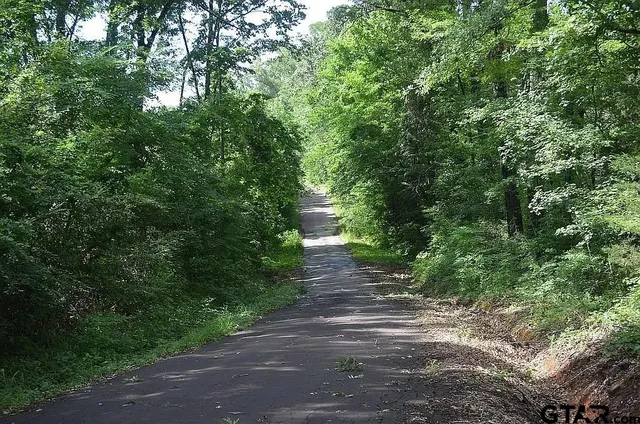 a view of a road with plants and trees