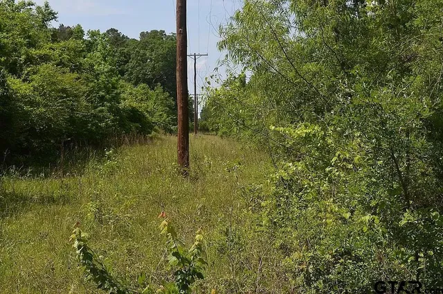 a big yard with lots of green space and plants