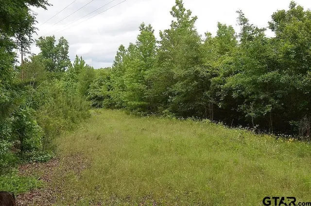 a view of a city flower in a forest