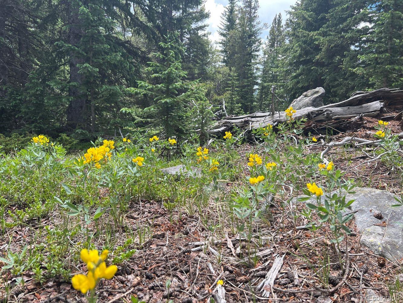 0 Hidden Wilderness Road Evergreen, CO 80439 - Photo 21 of 29