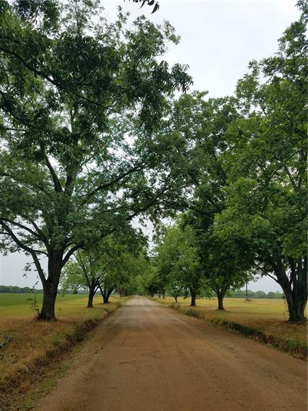 12 Rosalyn Road Georgetown, GA 39854 - Photo 97 of 102 a view of a street with a tree