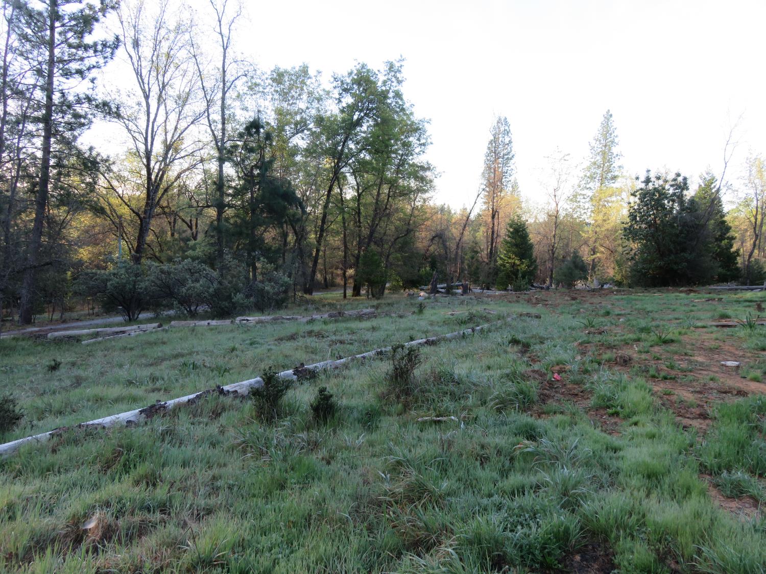 190 Bald Mountain Road West Point, CA 95255 - Photo 8 of 48 a big yard with lots of green space and deers
