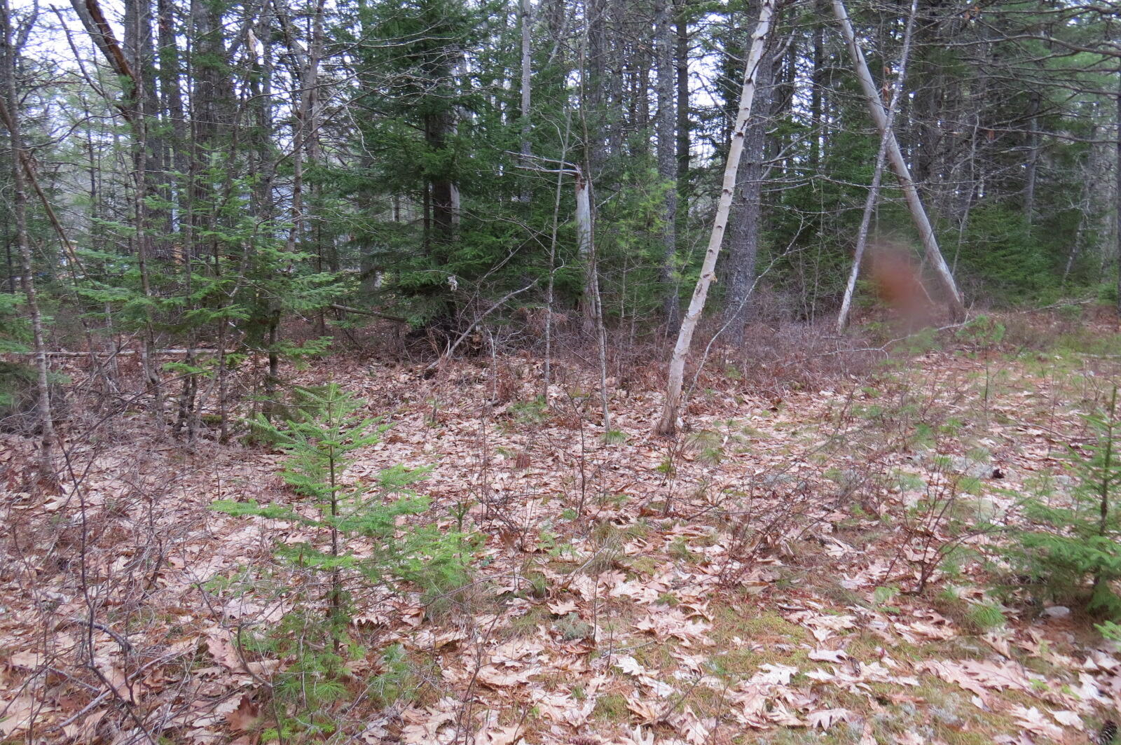 23 Porcupine Road Sullivan, ME 04664 - Photo 10 of 27 IMG_0193