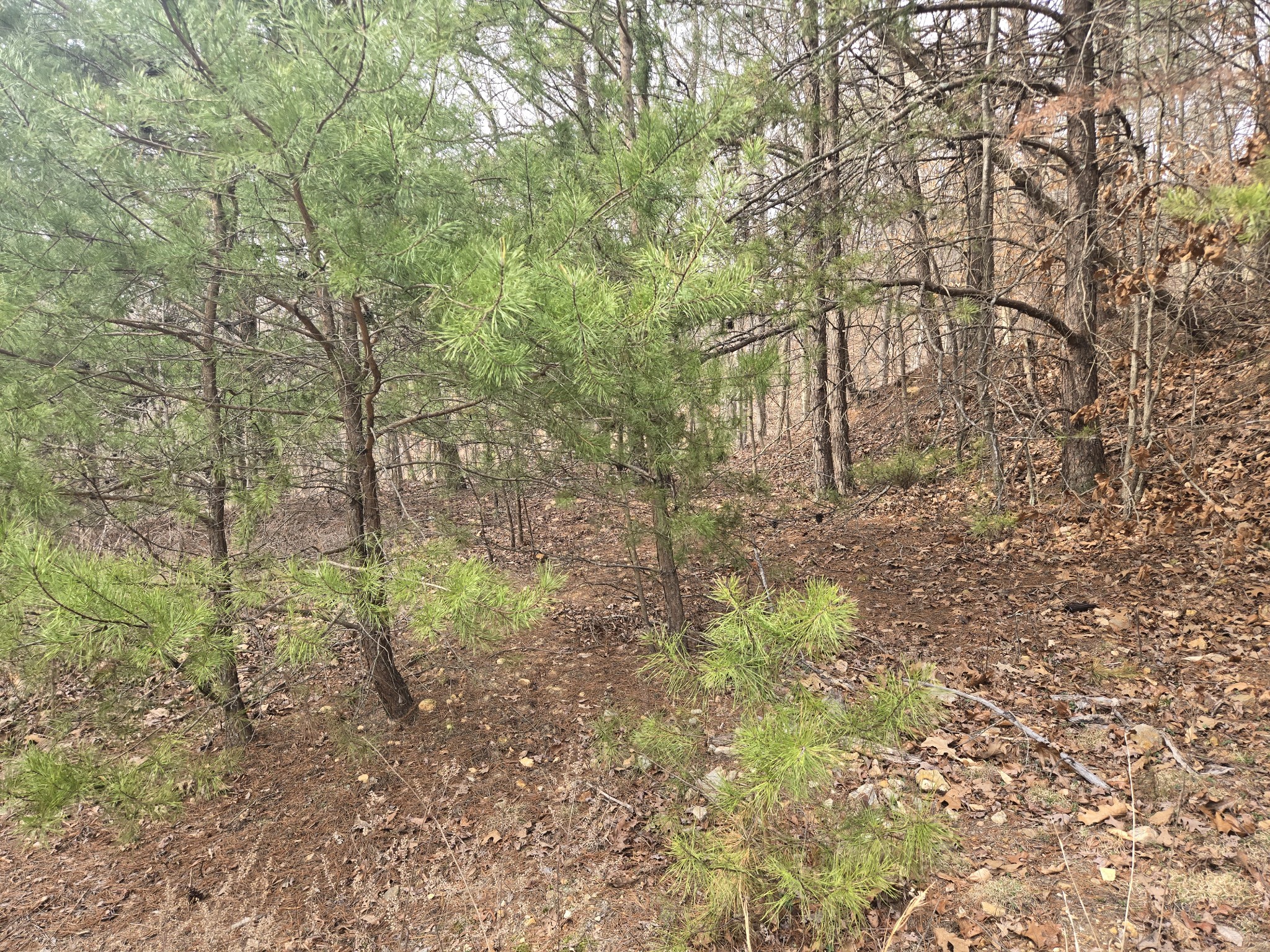 0 Cleburne Point Waverly, TN 37185 - Photo 7 of 11 a view of a forest with trees