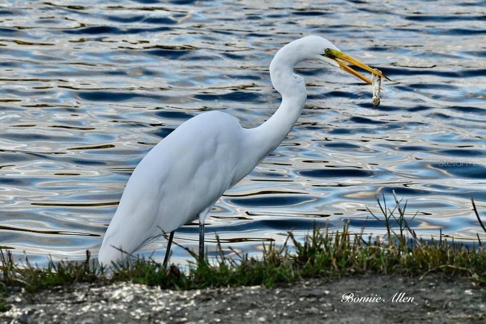 13121 Beacon Court Hudson, FL 34667 - Photo 77 of 84