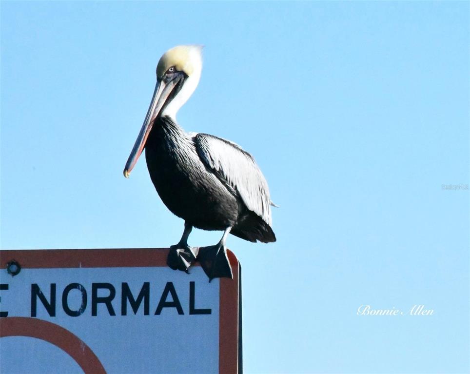 13121 Beacon Court Hudson, FL 34667 - Photo 79 of 84