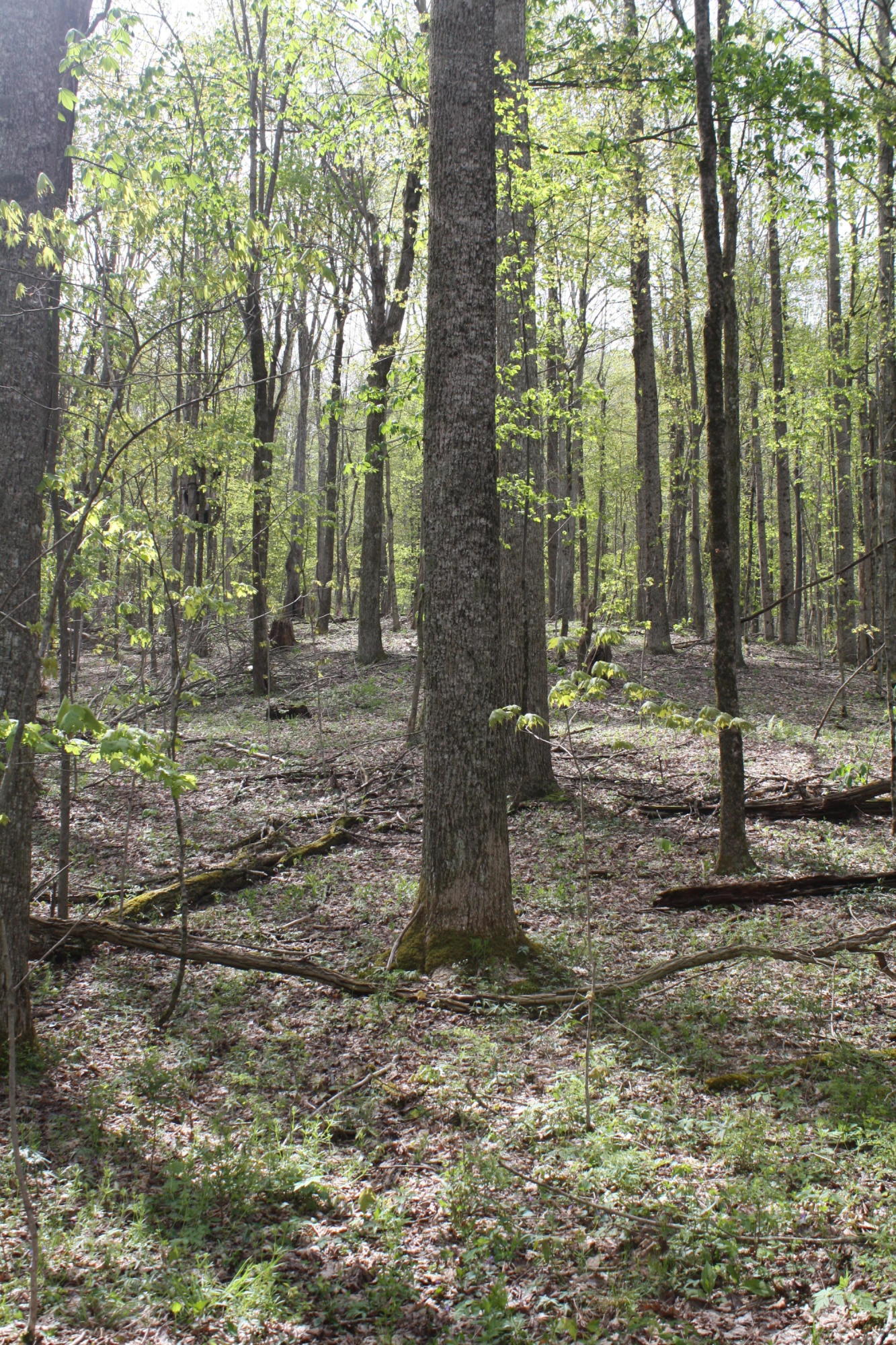 1161 Plumley Mountain Road Sandstone, WV 25985 - Photo 116 of 138 Gallery Image 116