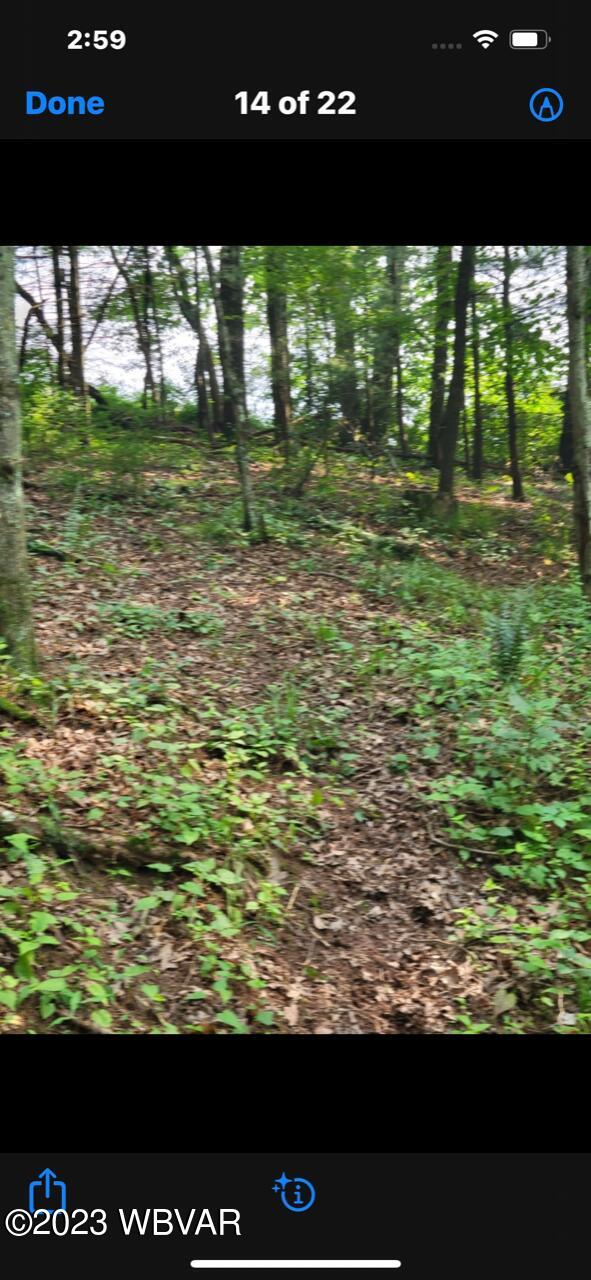 Lycoming Creek Road Cogan Station, PA 17728 - Photo 2 of 5 Gallery Image 2