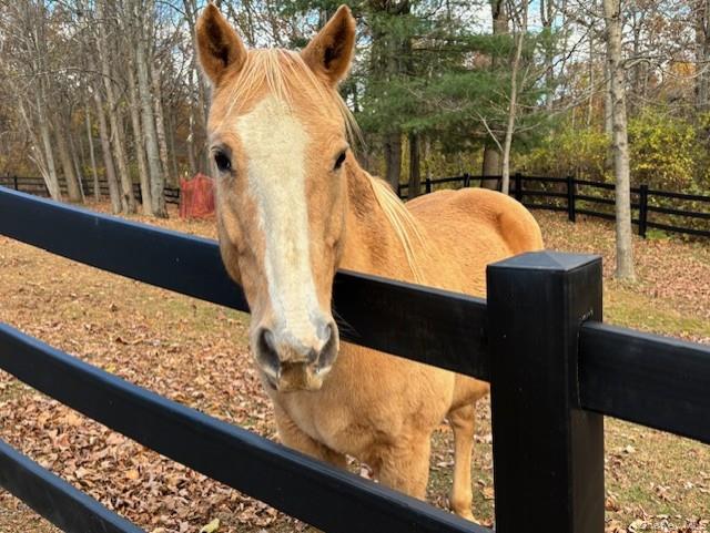 71 Frost Road Rhinebeck, NY 12572 - Photo 6 of 32 A quiet environment