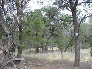 2140 Wildflower Road, Unit 160 Overgaard, AZ 85933 - Photo 1 of 5 Primary Photo