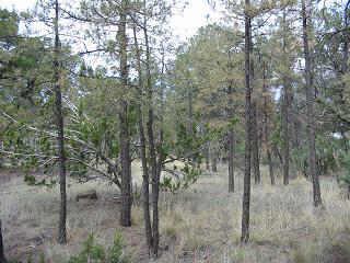 2140 Wildflower Road, Unit 160 Overgaard, AZ 85933 - Photo 2 of 5 Additional Photo