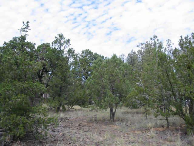 2140 Wildflower Road, Unit 160 Overgaard, AZ 85933 - Photo 5 of 5 Additional Photo