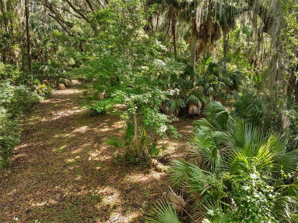 Tbd Southeast Wacahoota Road Micanopy, FL 32667 - Photo 2 of 13 a view of a tree