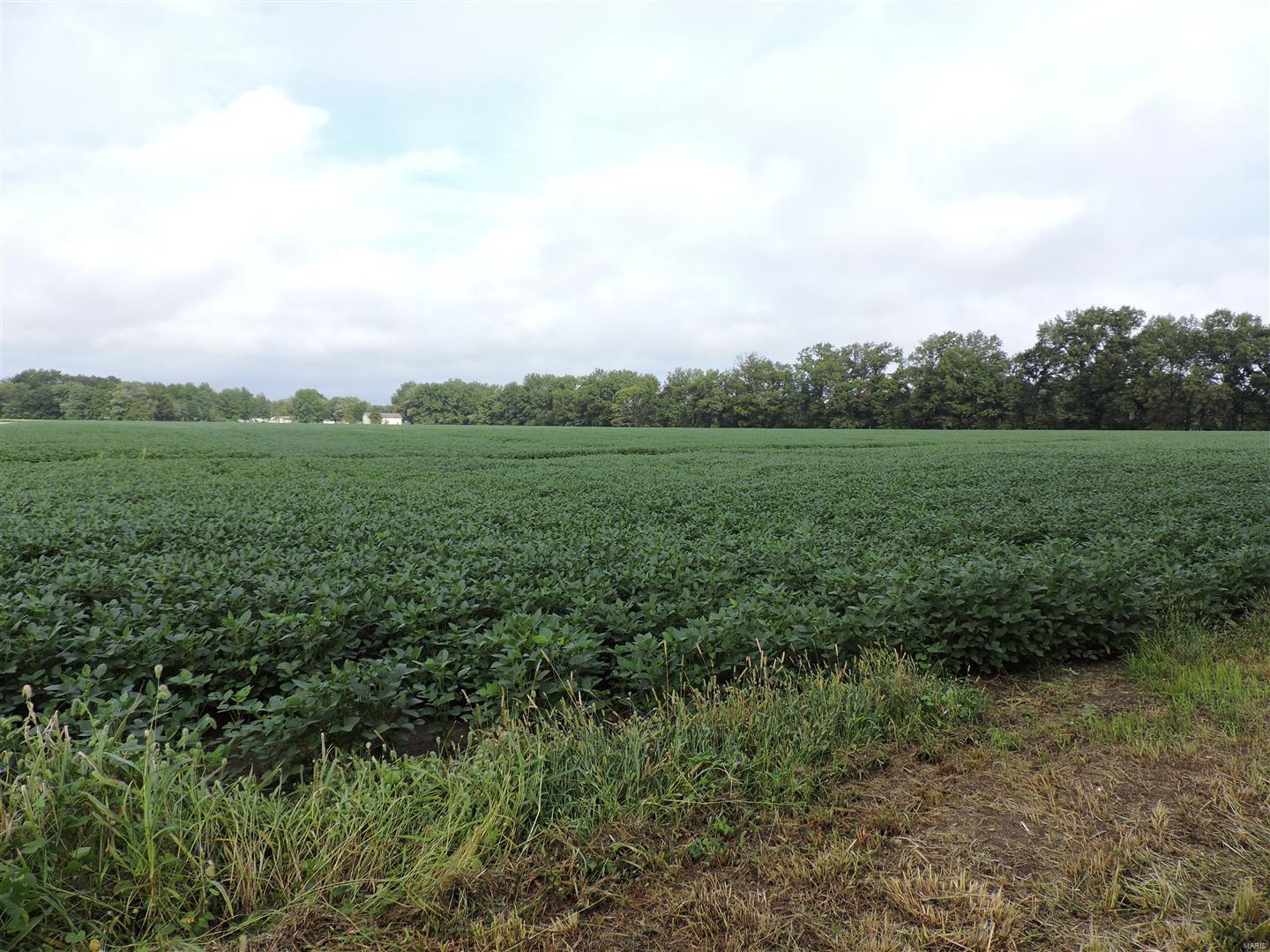 0 State Rte 4 Road Vergennes, IL 62994 - Photo 5 of 8