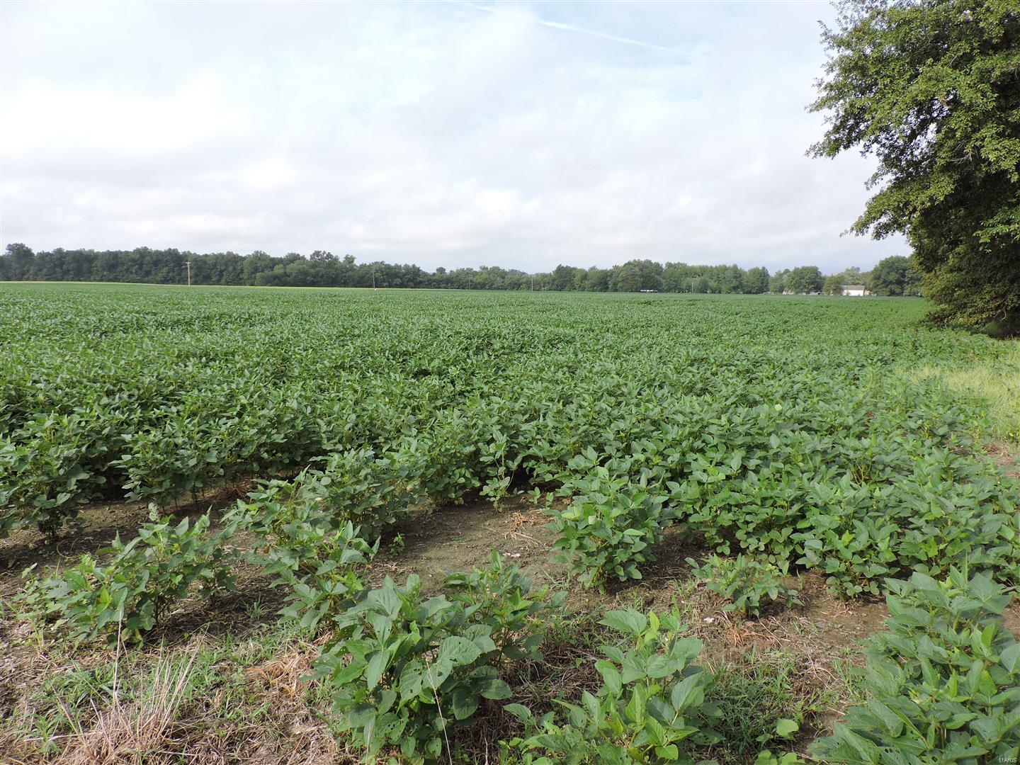 0 State Rte 4 Road Vergennes, IL 62994 - Photo 7 of 8