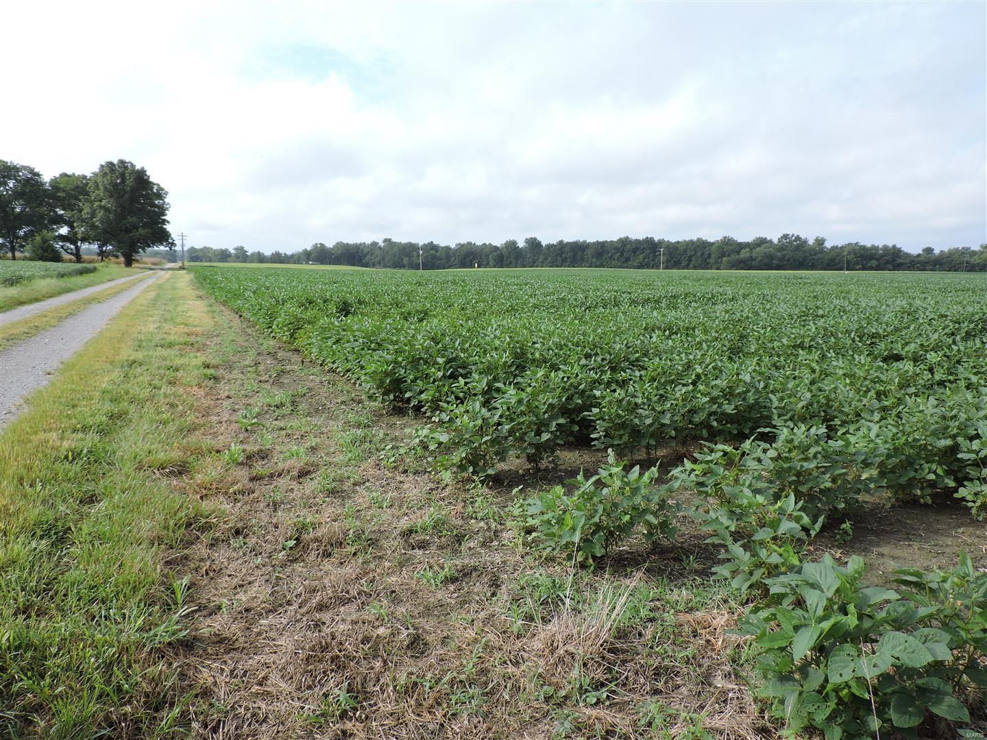 0 State Rte 4 Road Vergennes, IL 62994 - Photo 8 of 8