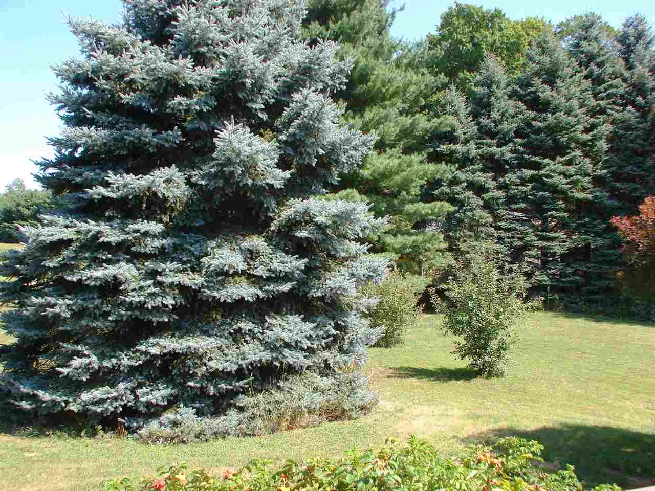6255 West Lincoln Road Elwell, MI 48832 - Photo 59 of 63 1864965-60.JPG