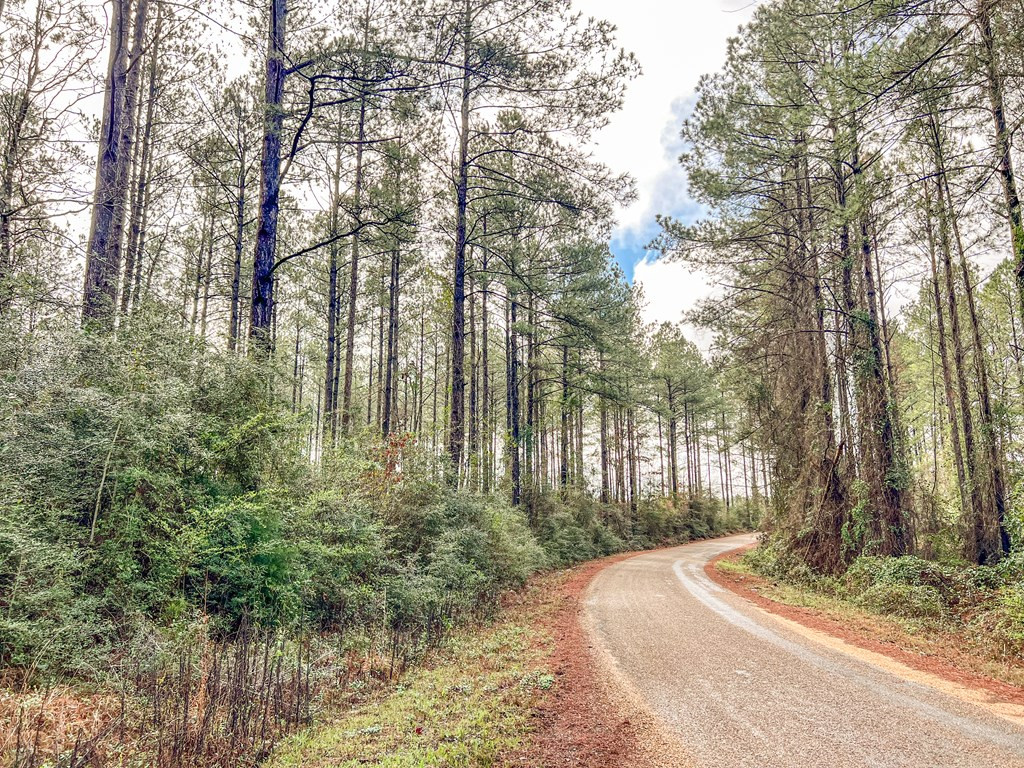 0 Lucas Hollow Road Mount Olive, MS 39119 - Photo 17 of 18 Photo 17