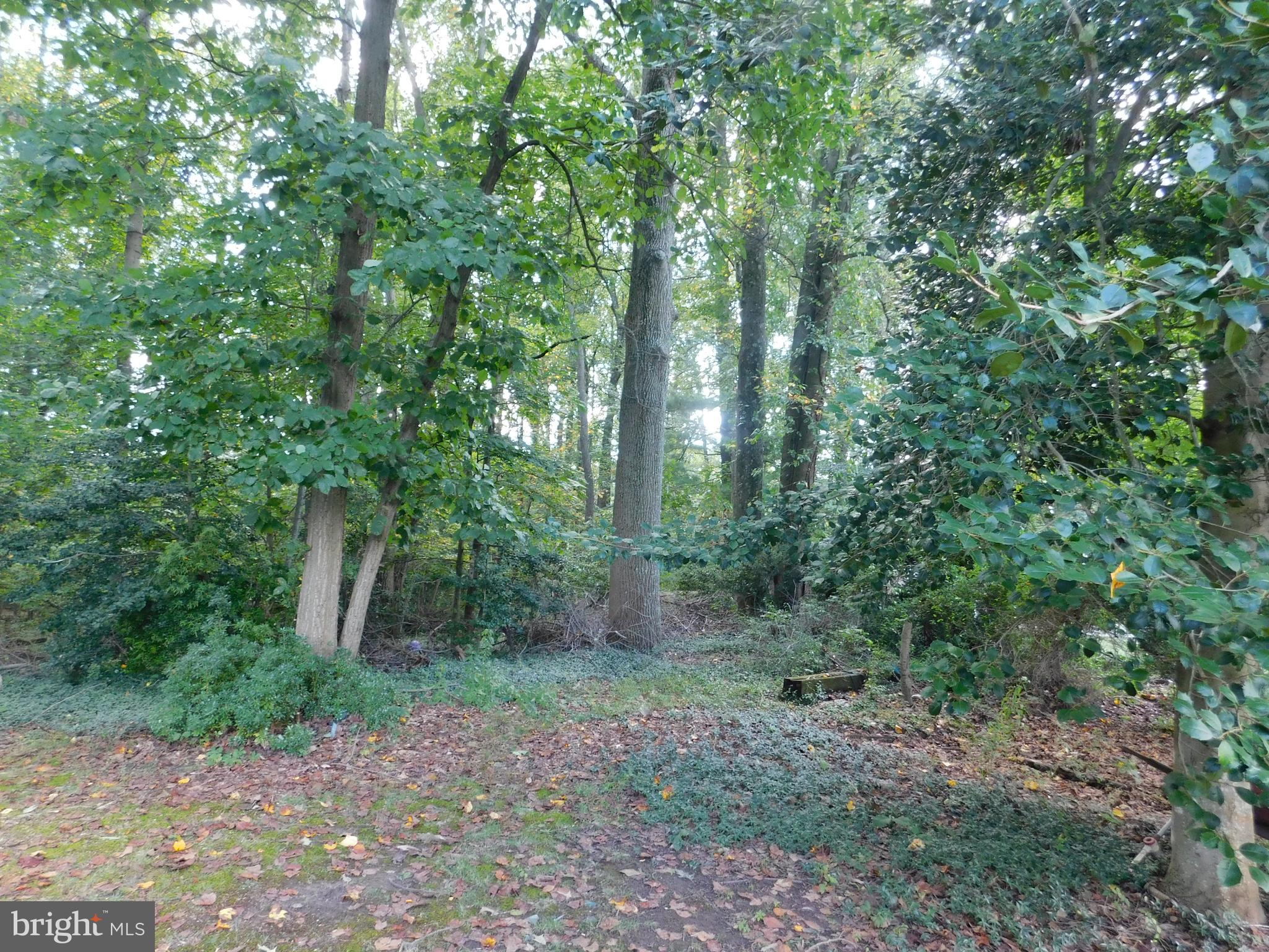 53 Lillian Place Glendora, NJ 08029 - Photo 5 of 6 a view of a forest with trees in the background