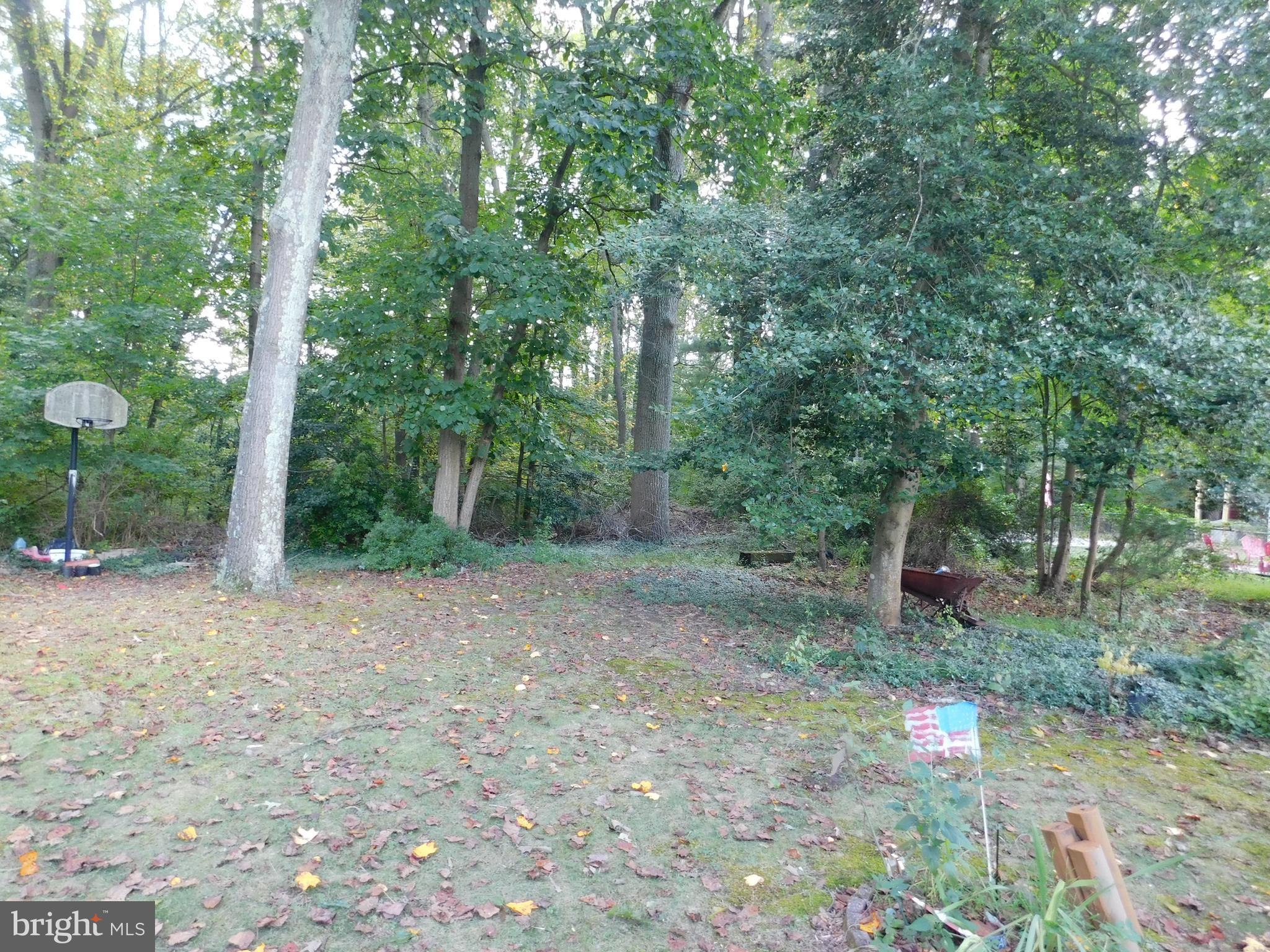 53 Lillian Place Glendora, NJ 08029 - Photo 6 of 6 a view of a forest filled with trees