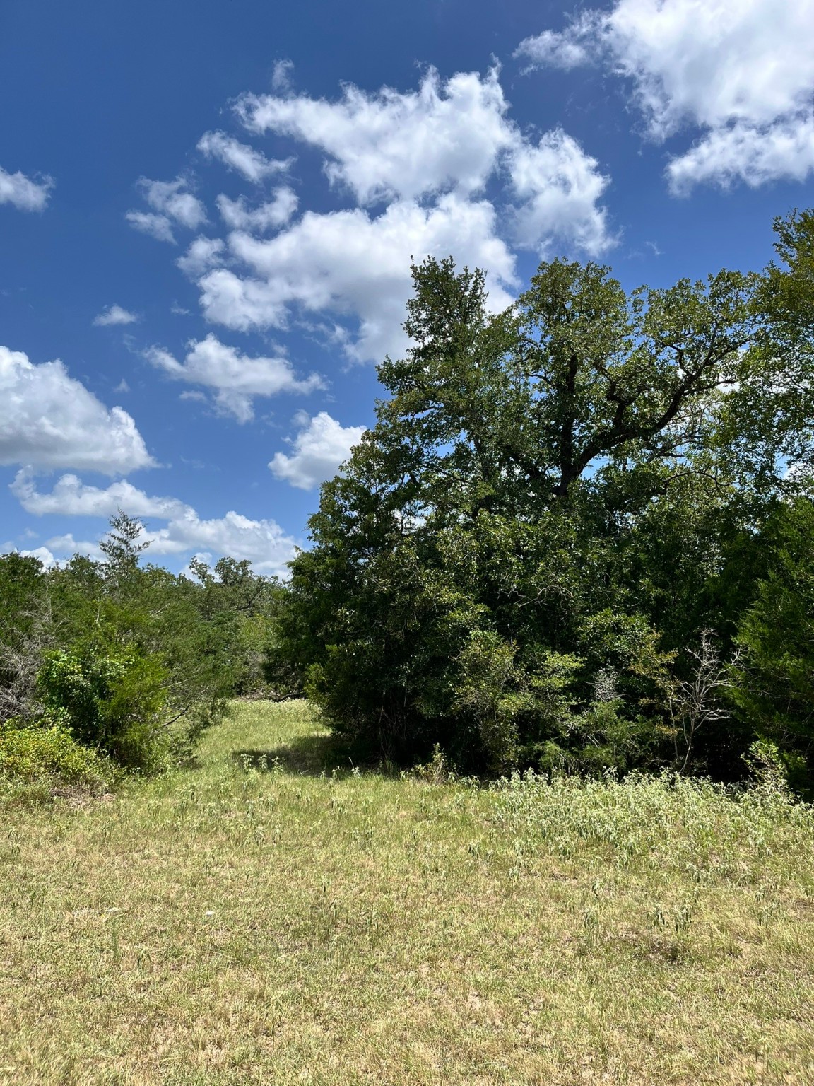 Tbd Tbd Fm-2237 Muldoon, TX 78949 - Photo 13 of 18 a view of a bunch of trees and houses