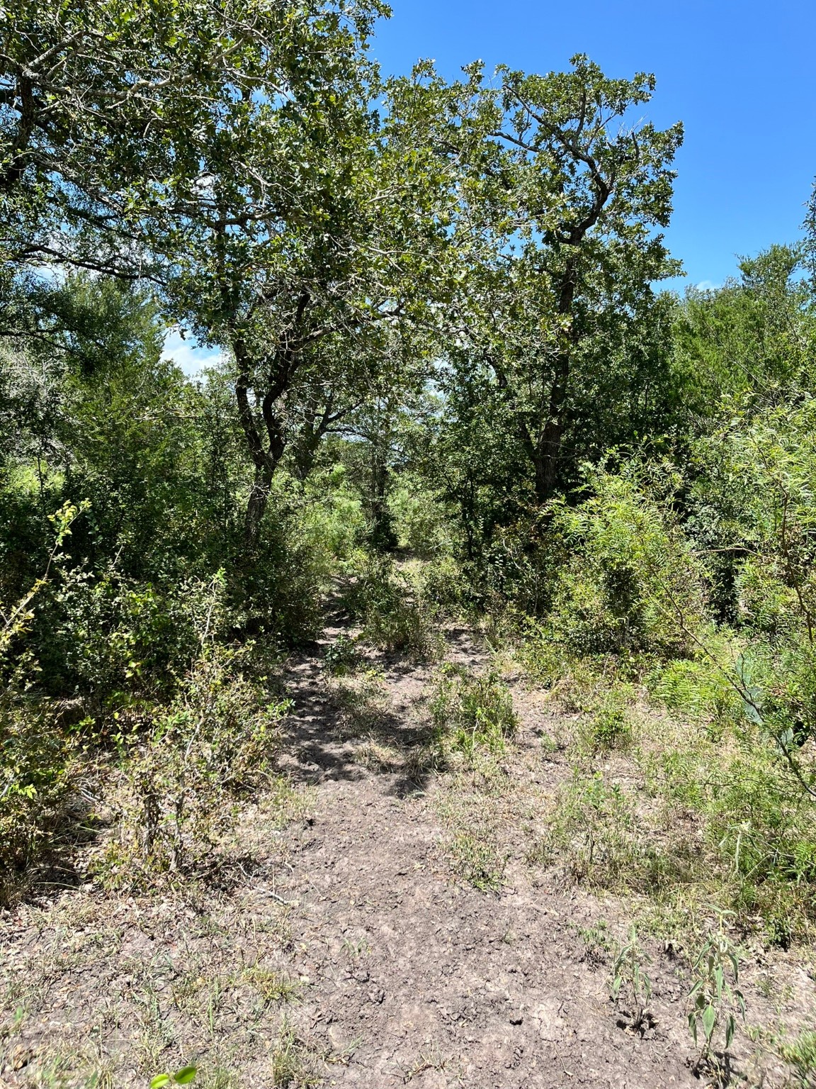 Tbd Tbd Fm-2237 Muldoon, TX 78949 - Photo 16 of 18 a view of a yard with a tree