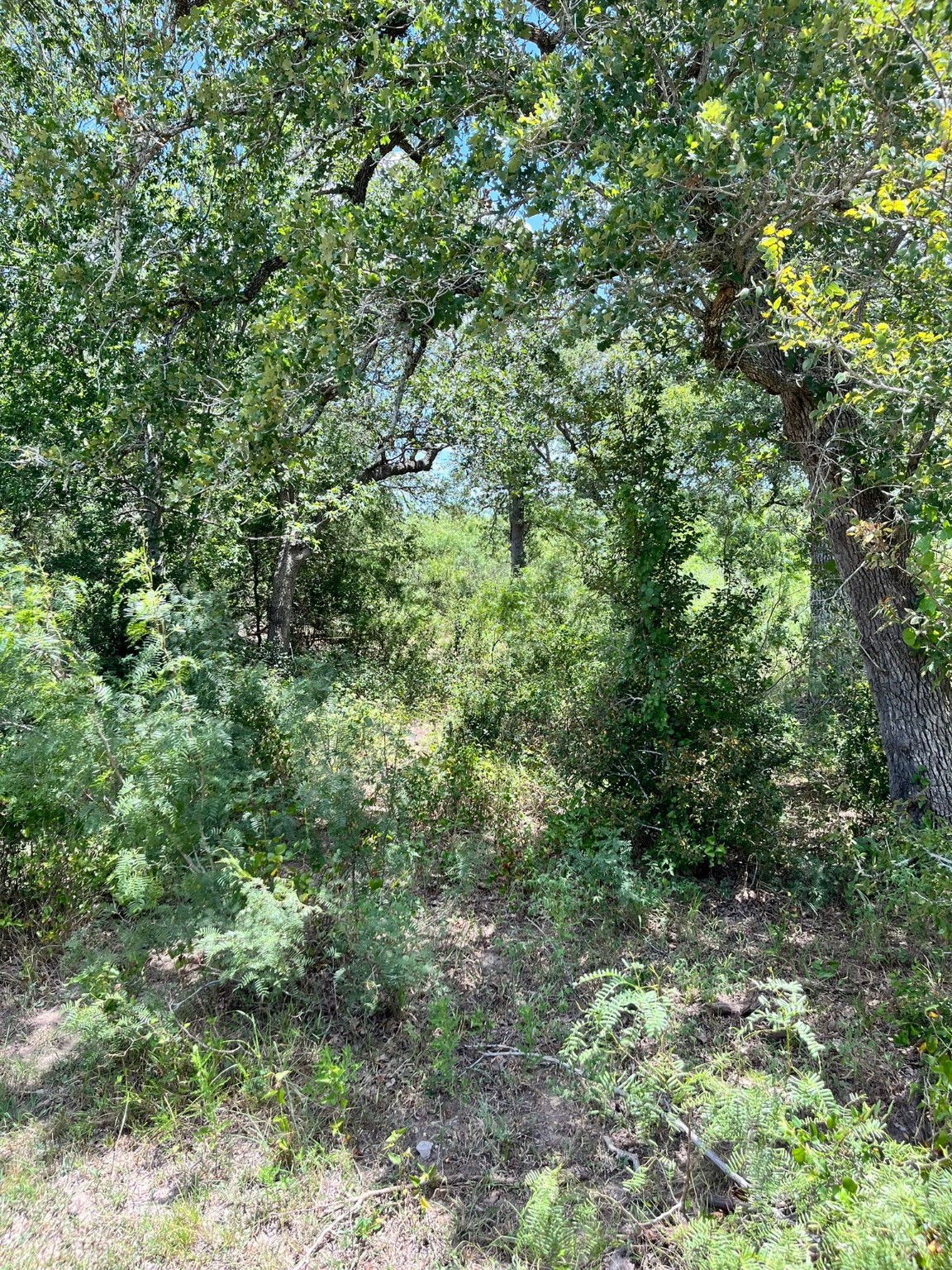 Tbd Tbd Fm-2237 Muldoon, TX 78949 - Photo 17 of 18 a view of a lush green forest