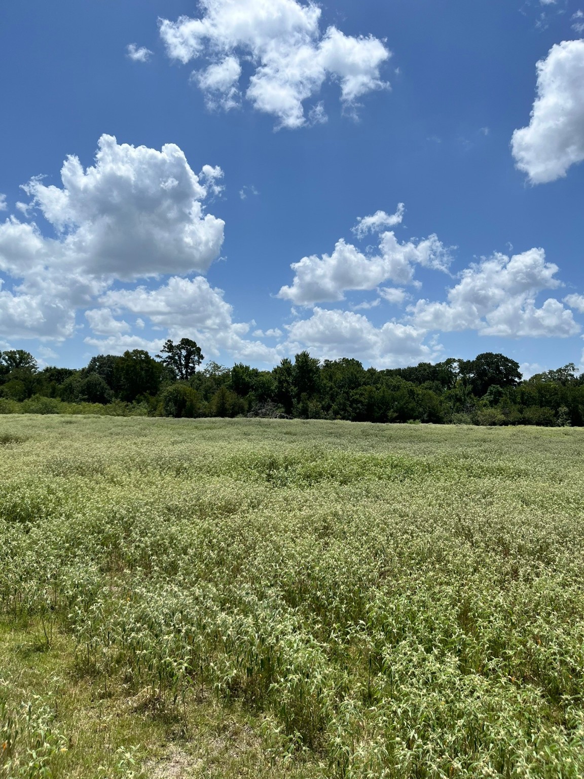 Tbd Tbd Fm-2237 Muldoon, TX 78949 - Photo 5 of 18 a view of a lake