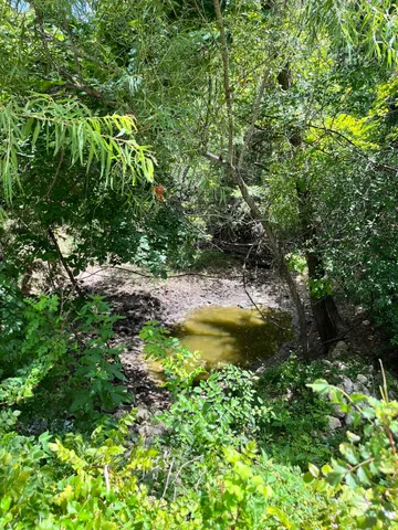 a view of a garden with plants