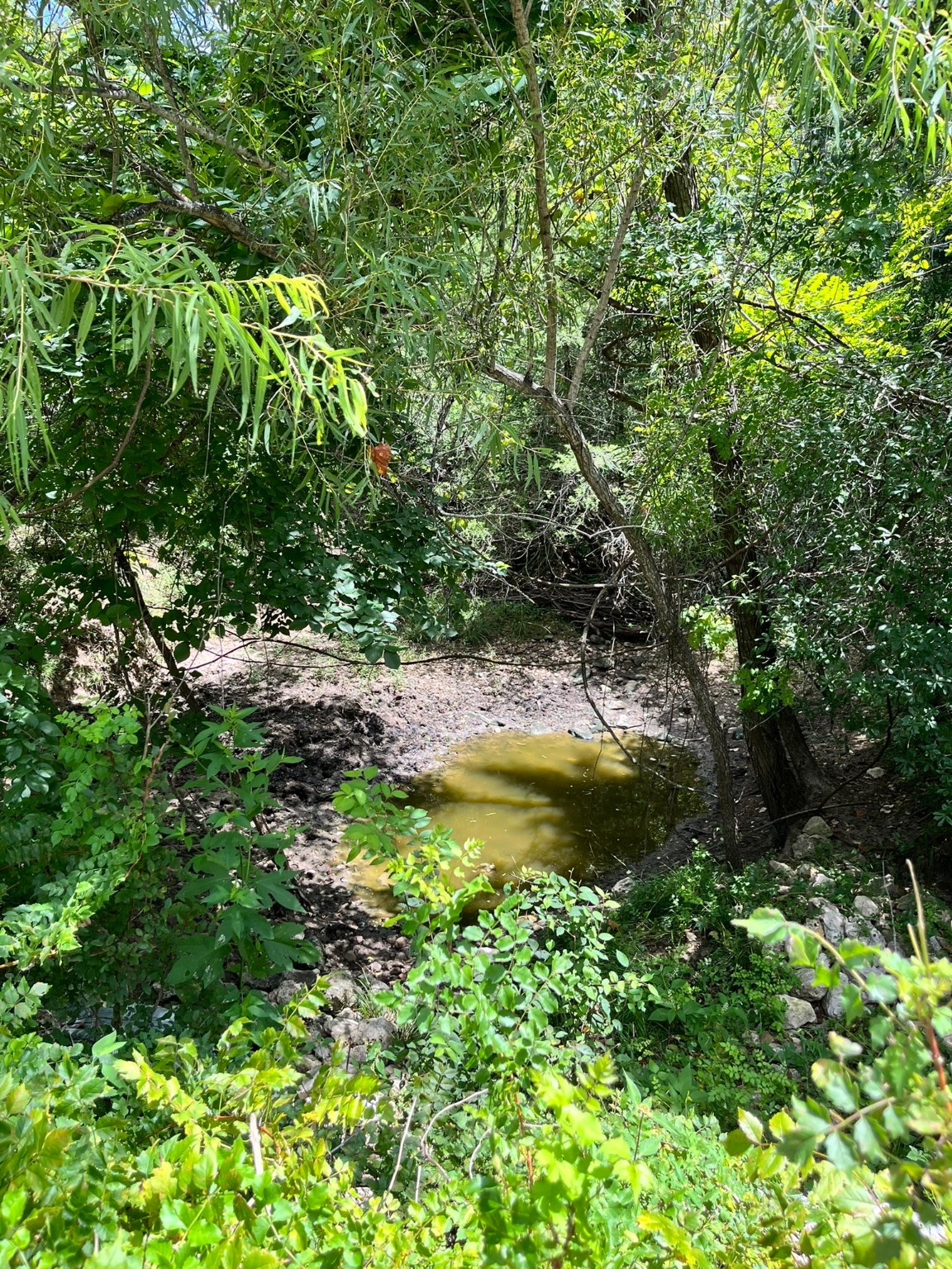 Tbd Tbd Fm-2237 Muldoon, TX 78949 - Photo 10 of 18 a view of yard with large tree