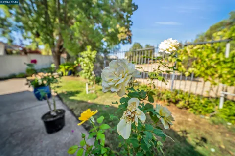 a view of a park with plants and trees